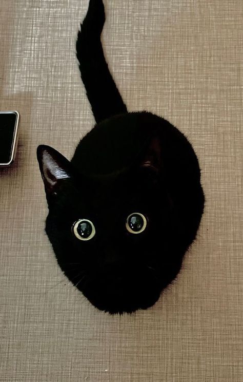 king of void