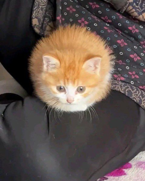 kitty is ball of happiness