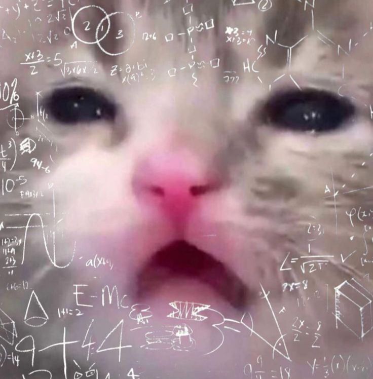 cat is thinking