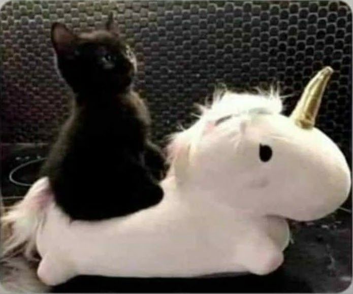 cat riding