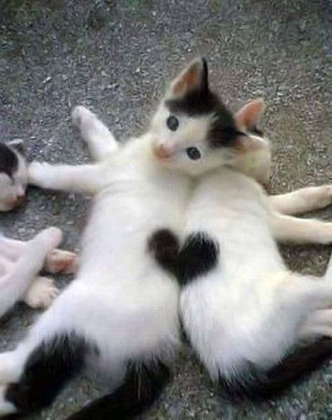 cats