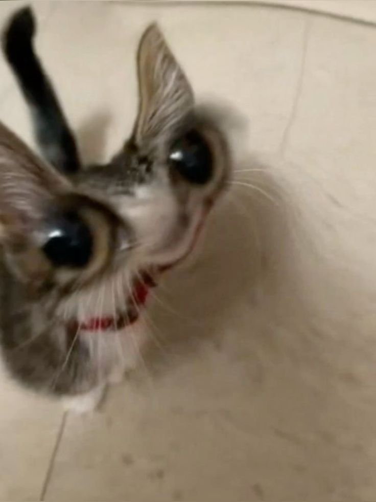 funny cat
