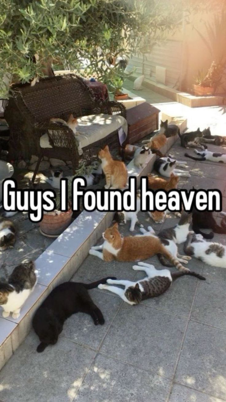 cat heaven