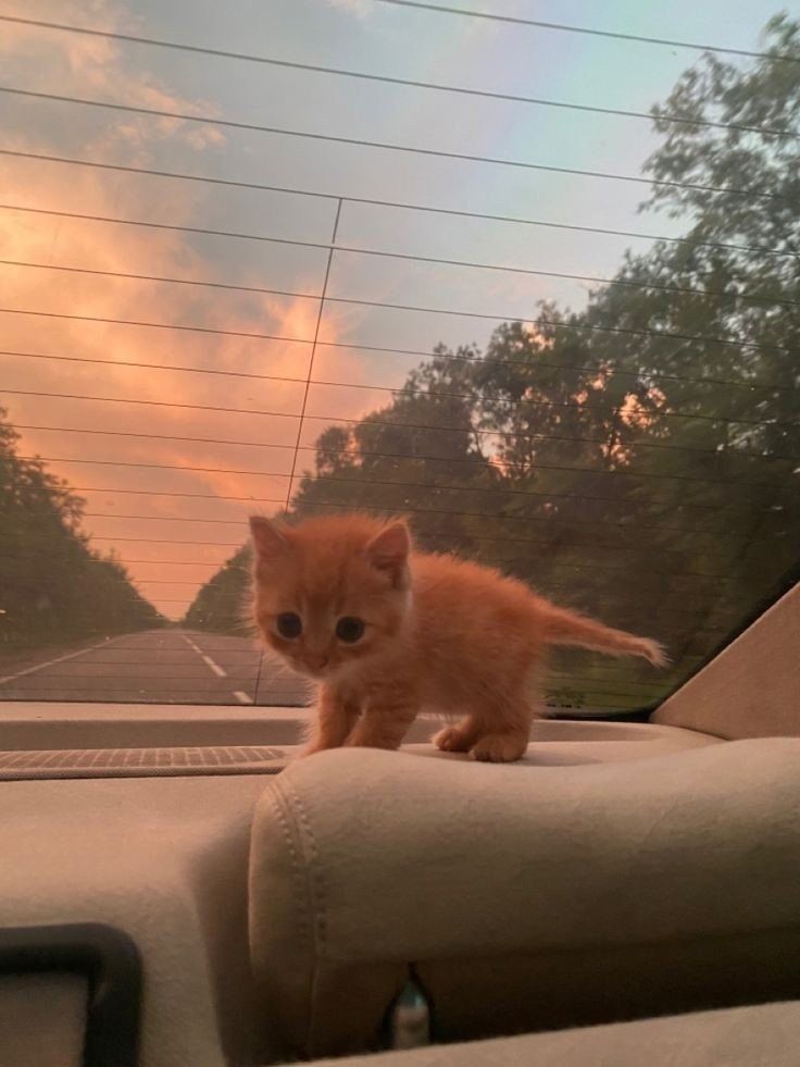 kitty