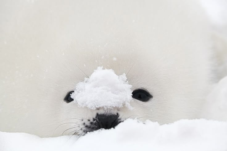 seal