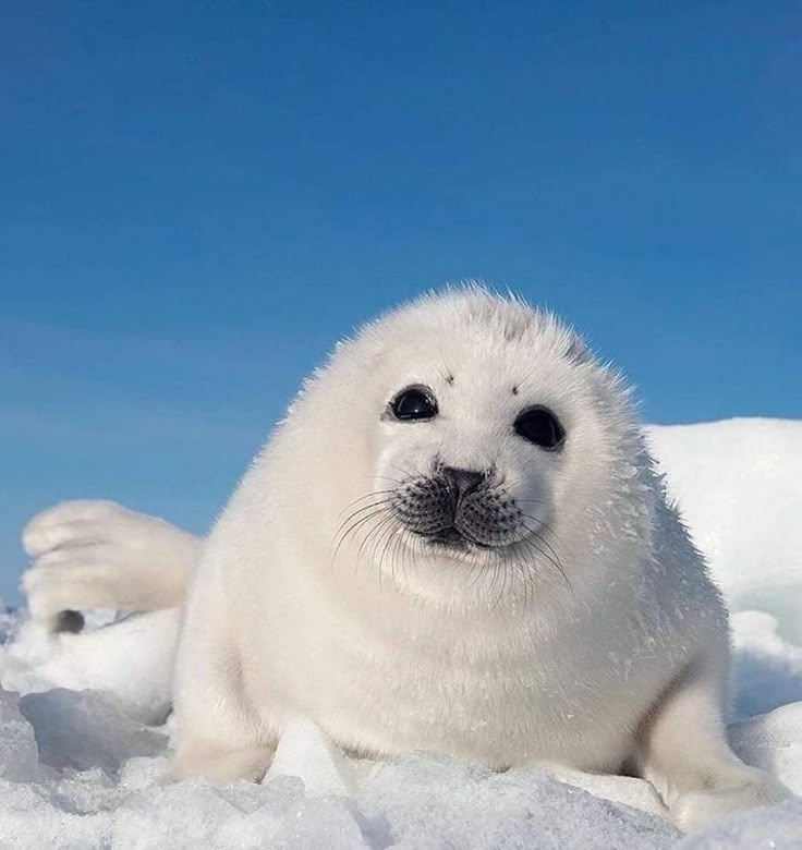 seal
