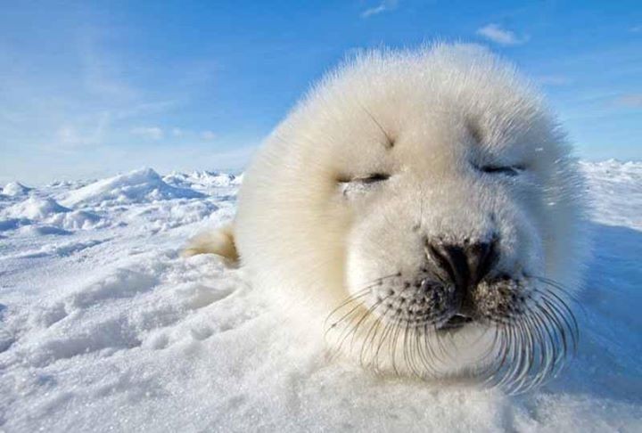 seal