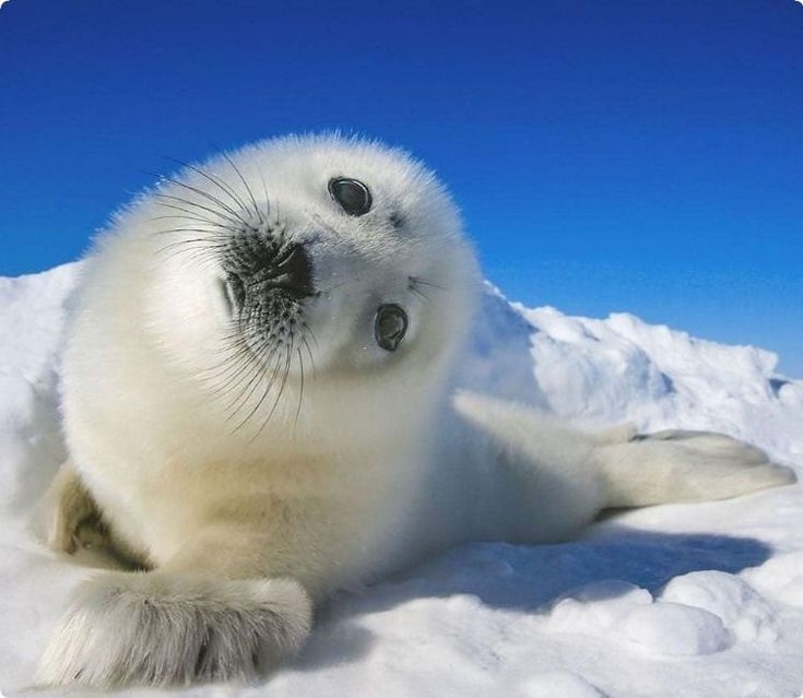 seal