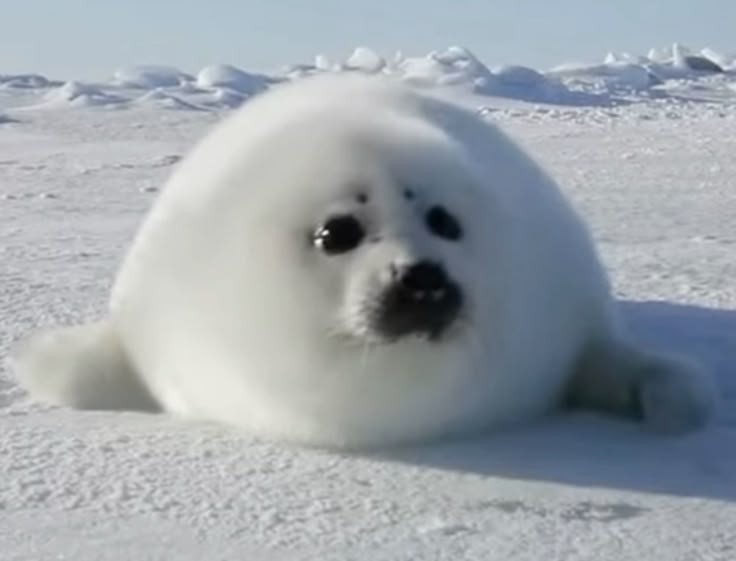 seal