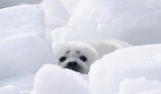 seal
