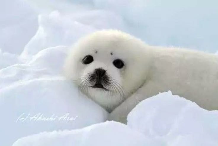 seal